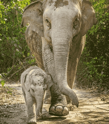 elephant-jungle-sanctuary---pattaya