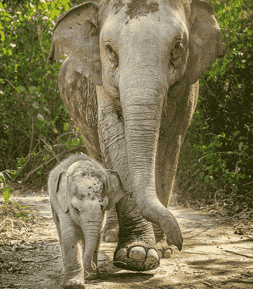 elephant-jungle-sanctuary---samui