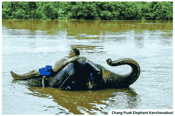 kanchanaburi-elephants-experience-elephants-bathing-&-bamboo-rafting