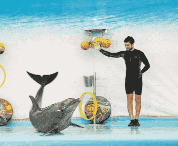 pattaya-dolphinarium