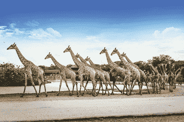 safari-world-bangkok-include-private-transfer-(get-special-privileges-at-mbk-center)