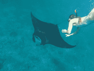 nusa-penida-:-3-4-spots-snorkeling-tour-manta-rays