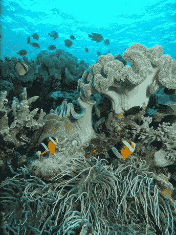 5d4n-all-inclusive-wakatobi-trip-(non-diver)