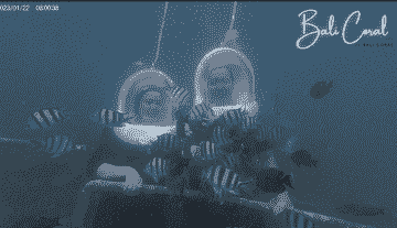 diving-in-tanjung-benoa-indonesian-id-holder-by-bali-coral-dive-&-water-sport