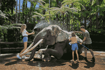 jumbo-wash-the-elephant-&-safari-ride