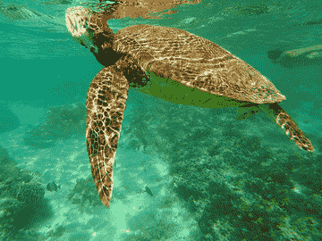 meno-statue-and-turtle-point-snorkeling-trip-with-go-pro