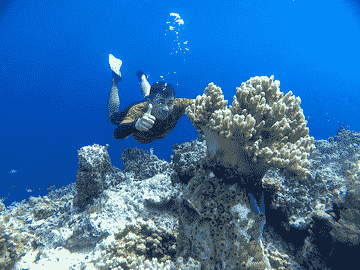 open-trip-island-harapan