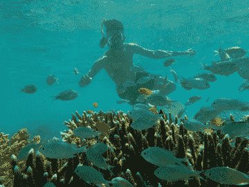 open-trip-menjangan---tabuhan-by-yukbanyuwangi