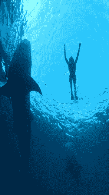 private-trip-whale-shark-tour-sumbawa