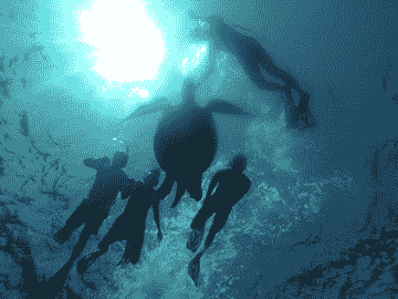 snorkeling-trip-3-gilis-with-glass-bottom-boat