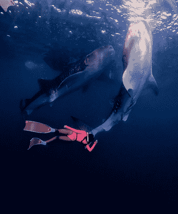 whale-shark-trip-by-ayo-holiday