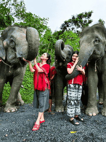 kerchor-elephant-family-phuket