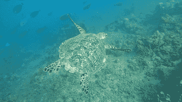 snorkeling-gili-trawangan-&-gili-meno-(start-point-lombok)