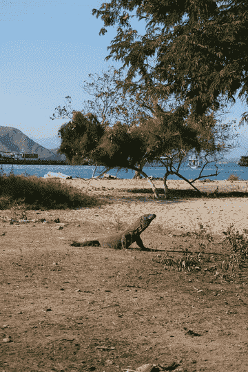 swim-with-whale-shark-&-hunting-komodo-dragon