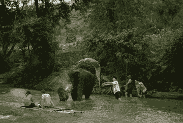 chiang-mai:-national-elephant-care-&-bamboo-rafting-with-van-transfer