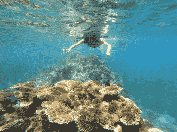 join-tour-koh-tao-&-koh-nangyuan-snorkeling-by-speedboat-from-samui