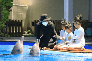 bali-dolphin-for-domestic