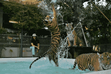 tiger-park-big-buddha-phuket