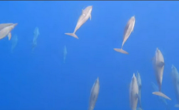 watching-dolphin,-swimming-&-snorkeling-tour