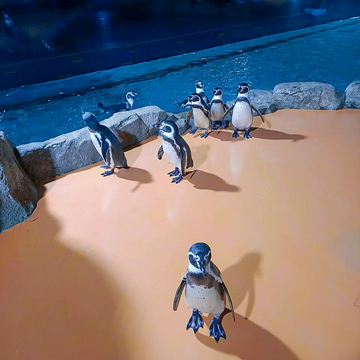 ocean-dream-samudra-at-ancol-for-non-indonesian-id-holder