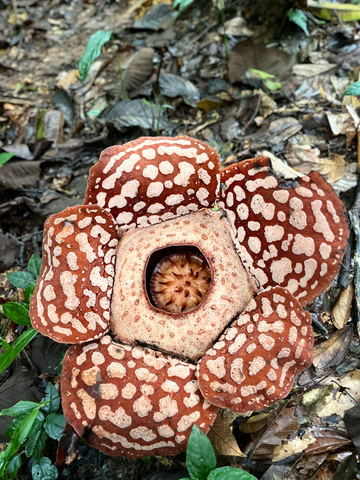 rafflesia-–-day-trip-private-tour