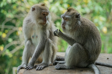 sacred-monkey-forest-ubud