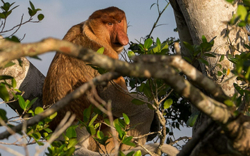 sabah-bongawan-proboscis-monkey-+-fireflies-day-tour