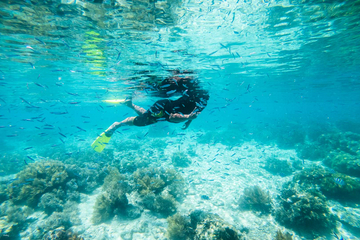 sabah-pulau-3-safari-day-tour