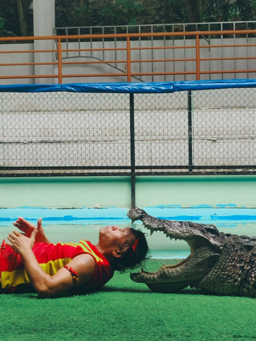 phuket-crocodile-farm-and-crocodile-show