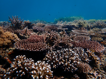 dive-package-raja-ampat-8d7n---by-katembe-resort