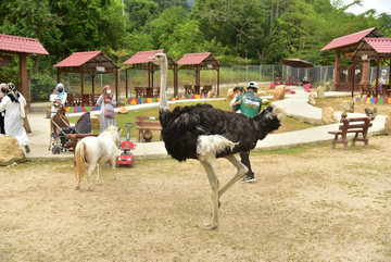 machinchang-petland-langkawi