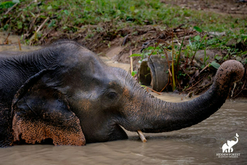 hidden-forest-elephant-reserve-with-lunch-&-transfer---morning-session-(included-roundtrip-transfer-in-phuket-island)