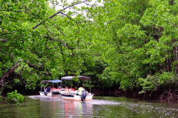 semporna:-mangrove-symphony-cruise,-while-twilight-and-dinner