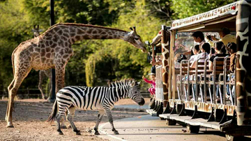 chiang-mai-night-safari-park-ticket