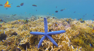 secrate-island-private-snorkling-tour-in-lombok-with-go-pro