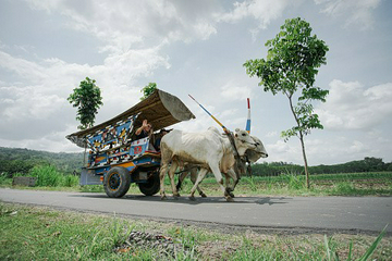 gerobak-sapi-tour-prambanan