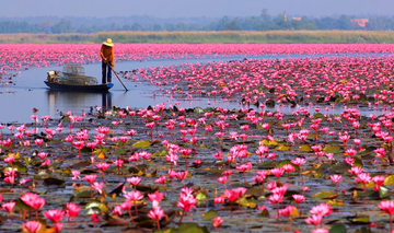 udon-thani-red-lotus-lake-morning-boat-experience