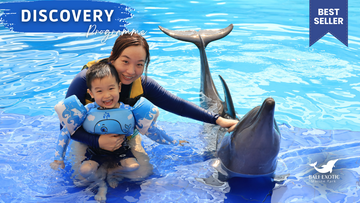 bali-dolphin:-discovery-program-"swim-with-dolphin"