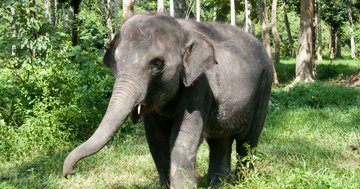 elephant-sanctuary-tour-with-deerland-visit
