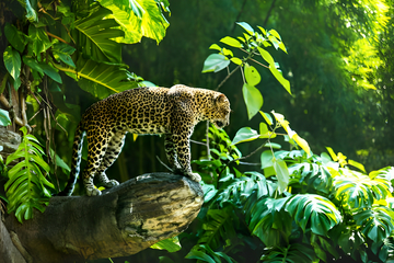 wild-luxe:-bali-zoo-visit-with-private-transfers