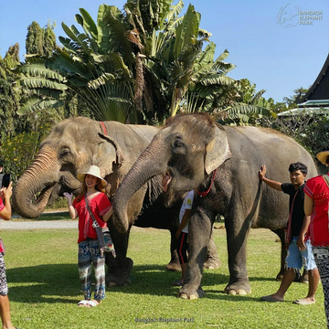 bangkok-elephant-care-program-at-elephant-park-bangkok