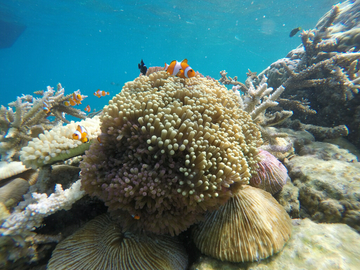 open-trip-karimunjawa-island-4-days-3-nights-–-express-bahari-ferry