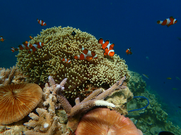 open-trip-one-day-karimunjawa-island