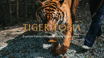 tiger-topia-zoo-sri-racha