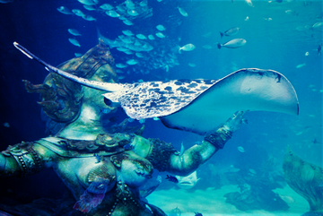[combo]-aquaria-phuket-+--maya-media-art-museum-phuket-thai-resident-(incl-expats)