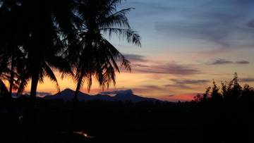 rainforest-afterdark