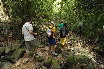 rainforest-walking