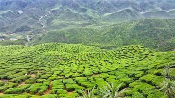 cameron-highlands-day-tour-from-kuala-lumpur-with-lunch-(guided-tour)