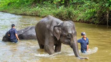 combo-elephant-sanctuary-&-fireflies-,-blue-tear-tour-with-lunch-&-dinner--(sic-join-in-tour)