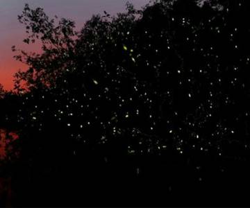 kawa-kawa-fireflies-sunset-cruise